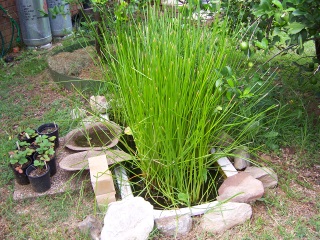 The Water Garden Bath - Late Summer The Water Garden Bath - Late Summer